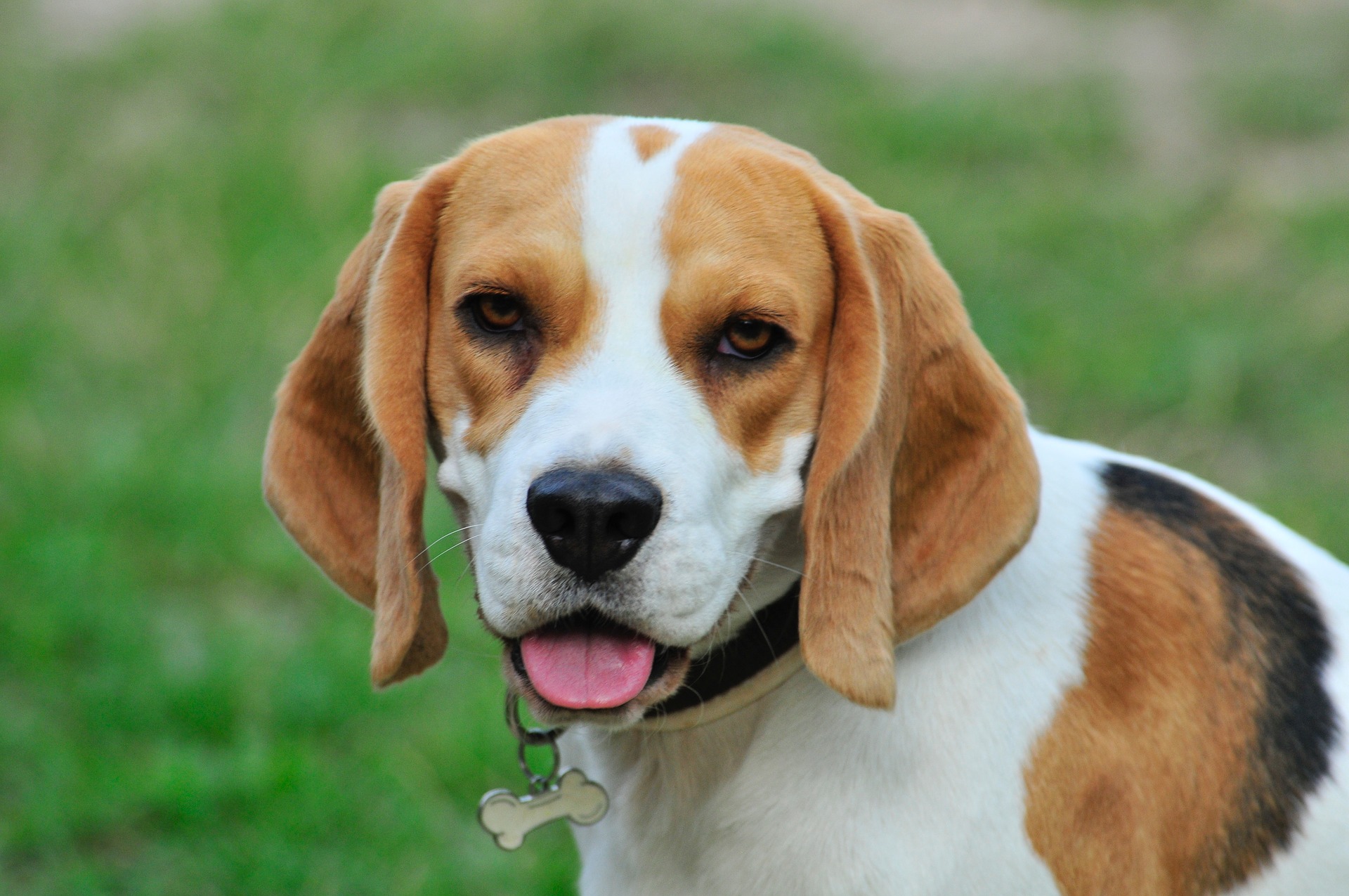 what is the personality of a beagle dog