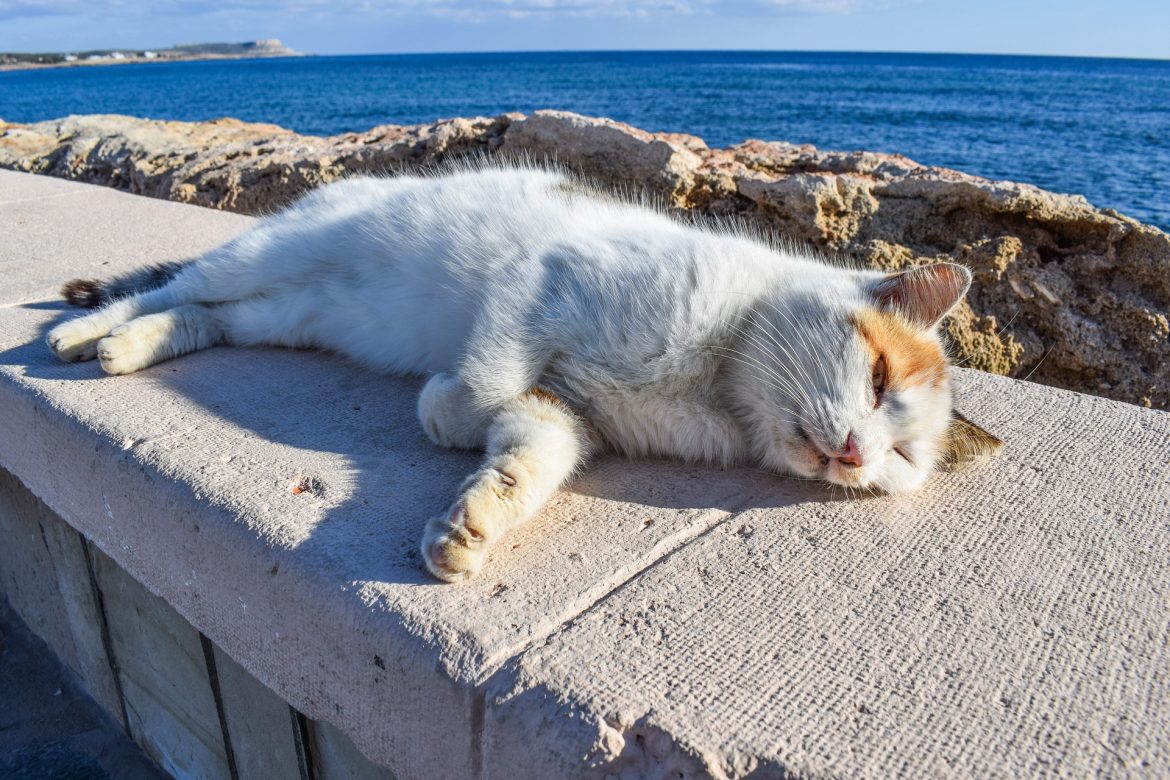 Cat by the Sea in Summer
