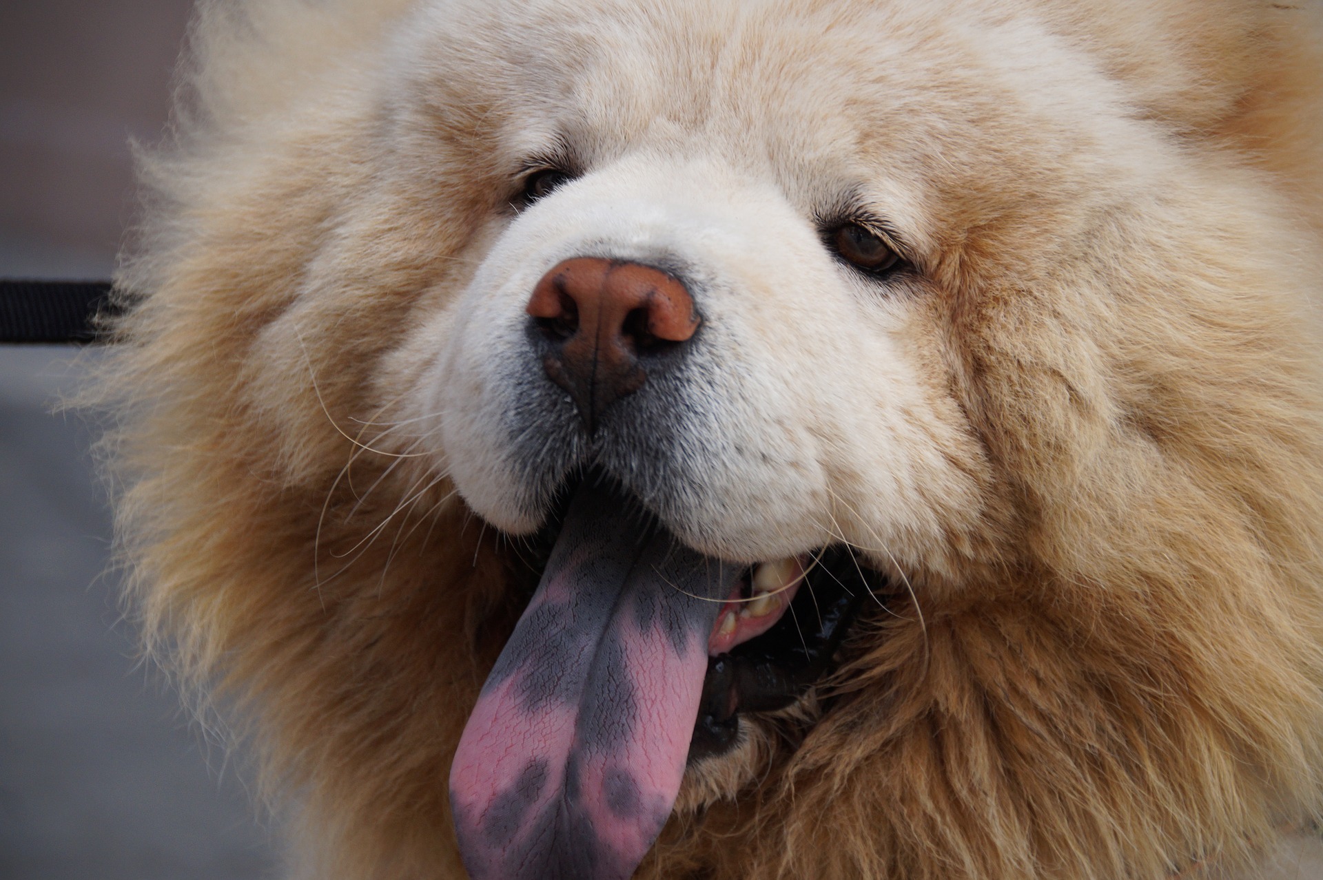 Are Chinese Herbs Safe For Dogs