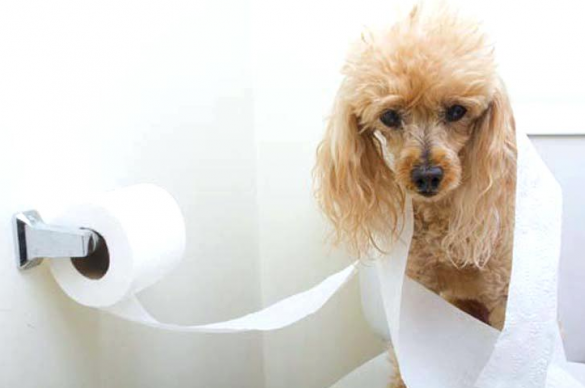 Why Does My Dog Follow Me Into The Bathroom Mad Paws Blog why-does-my-dog-follow-me-into-the-bathroom-mad-paws-blog
