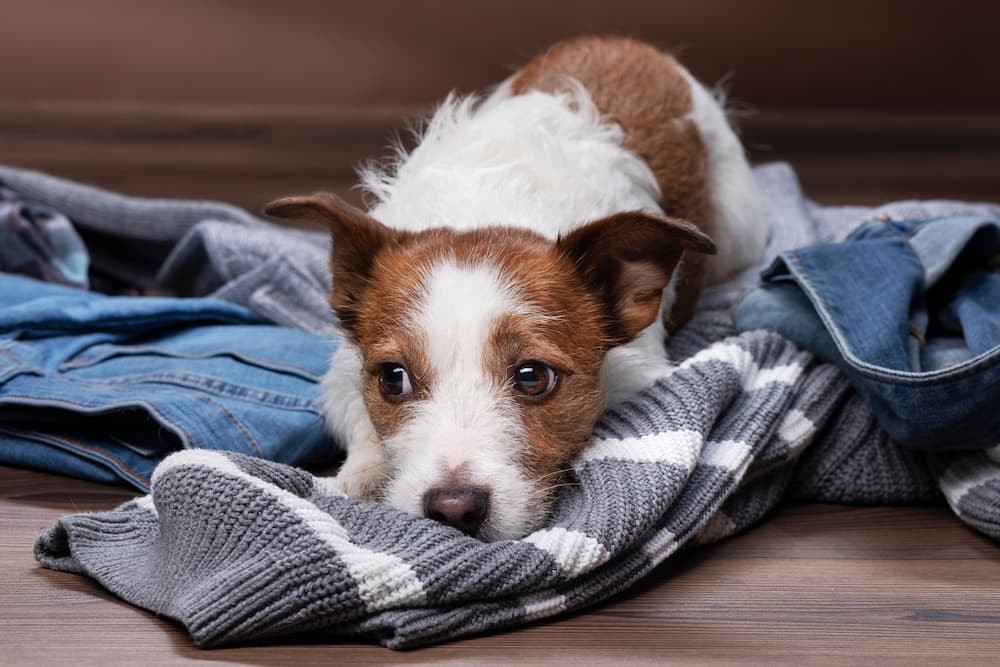 Ever asked yourself, does my dog miss me when I'm gone? They do! Leaving clothes with your scent helps settle them while you're not there.