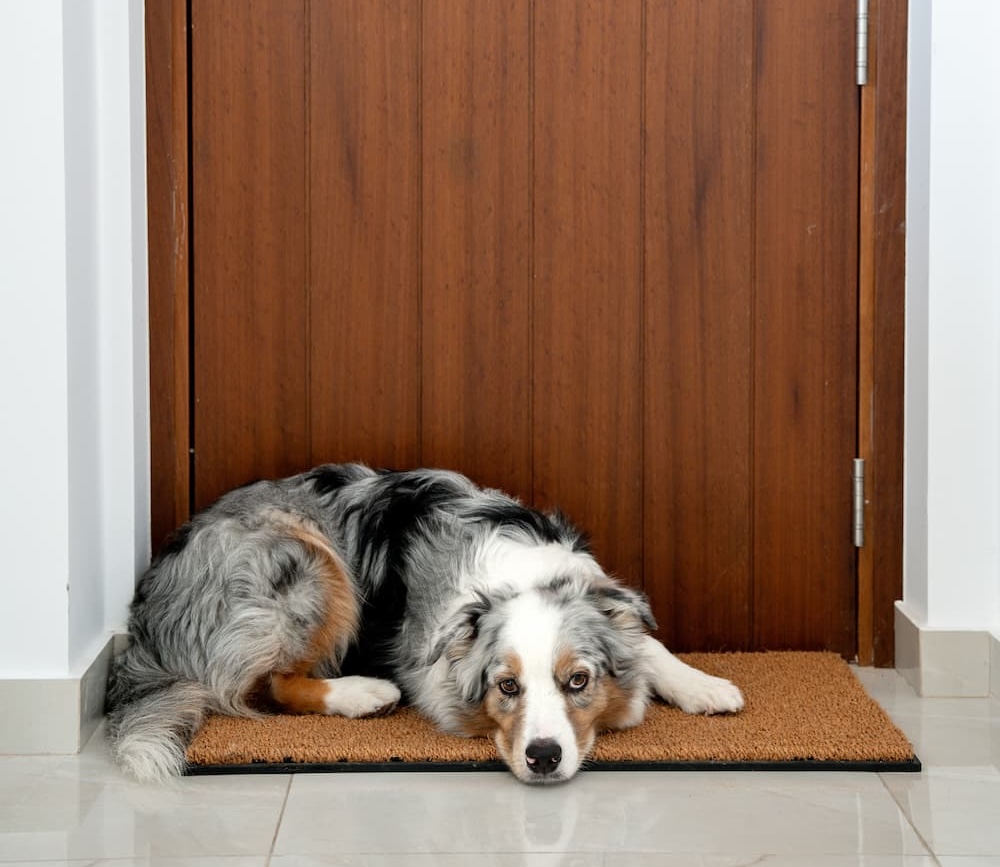 It's true, dogs do miss us when we're gone!