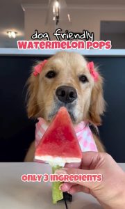 check out this summer dog treat recipe, watermelon pops