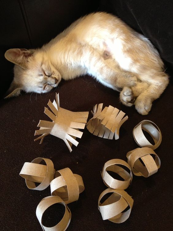 Cat Playing with Toilet Paper Roll Cat Toys
