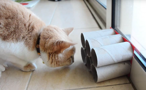 toilet paper roll cat toy