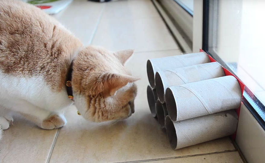 More DIY Cat Toys Made from Toilet Paper Rolls