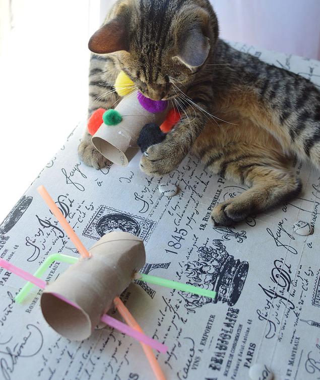 Cat Toys Made from Straws and Toilet Paper Rolls