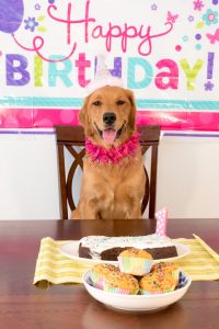 a dog's birthday