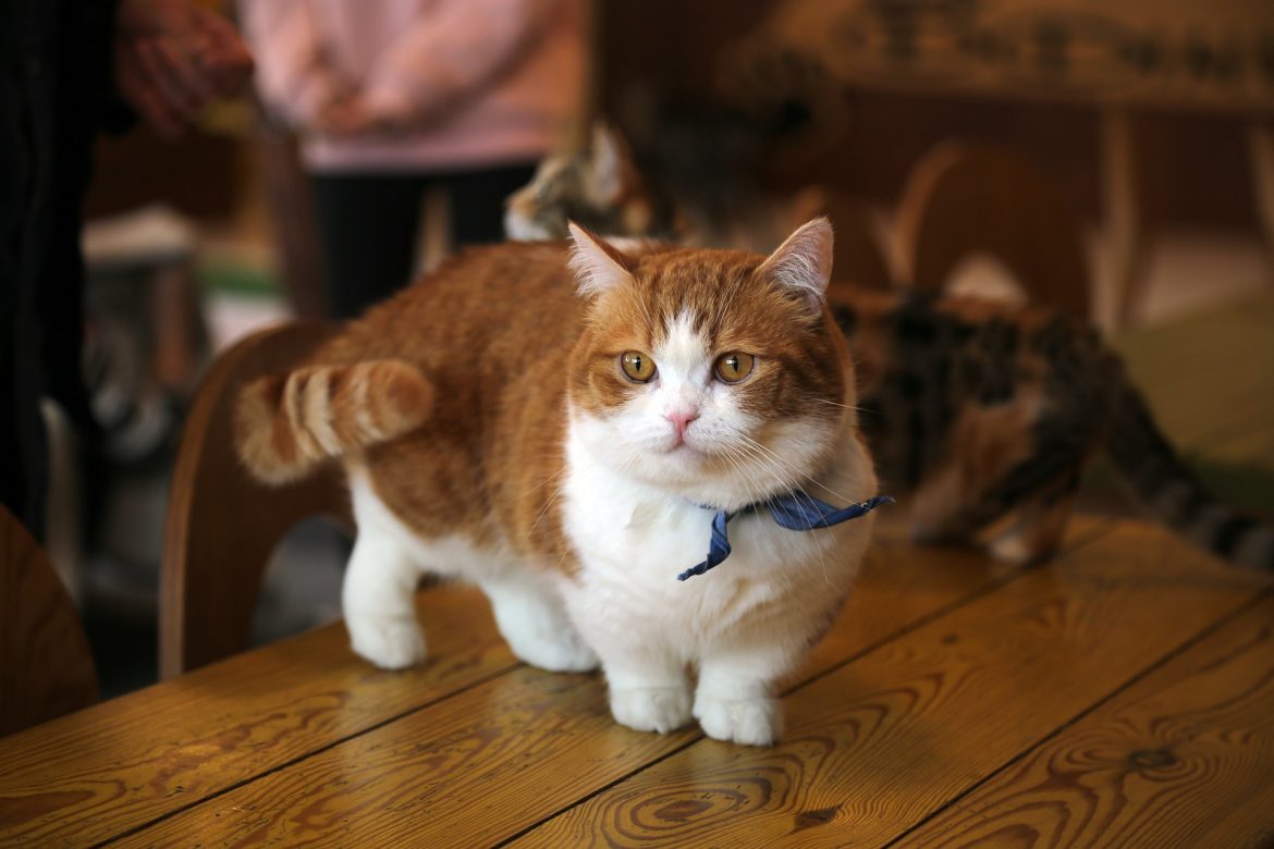 Munchkin Cat