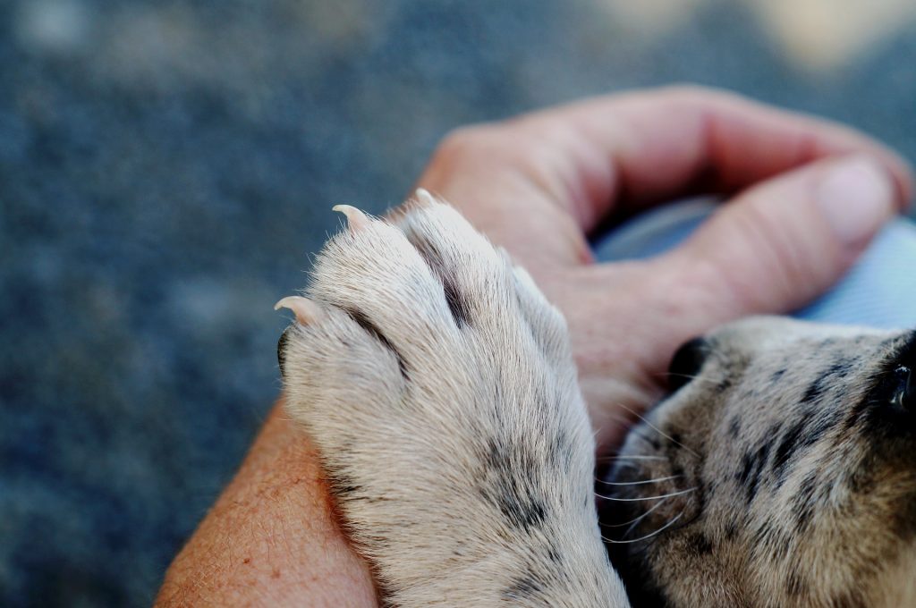 Dogs first became man's best friend around 40,000 years ago.