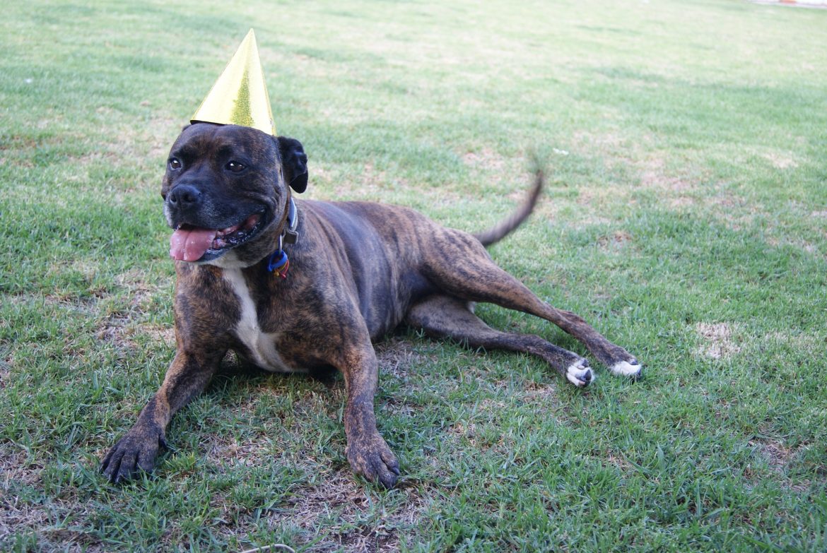 Staffy Birthday
