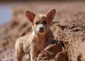 Protect your dog over the summer