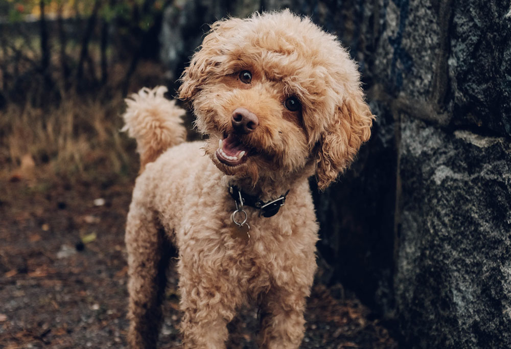 are moyen poodles hypoallergenic