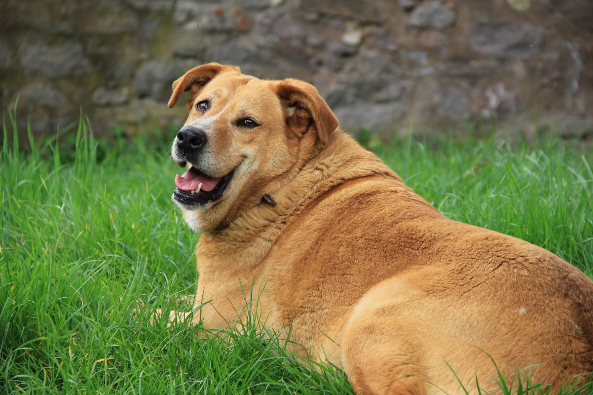 Dog with Cushing’s disease Dog with Cushing's disease