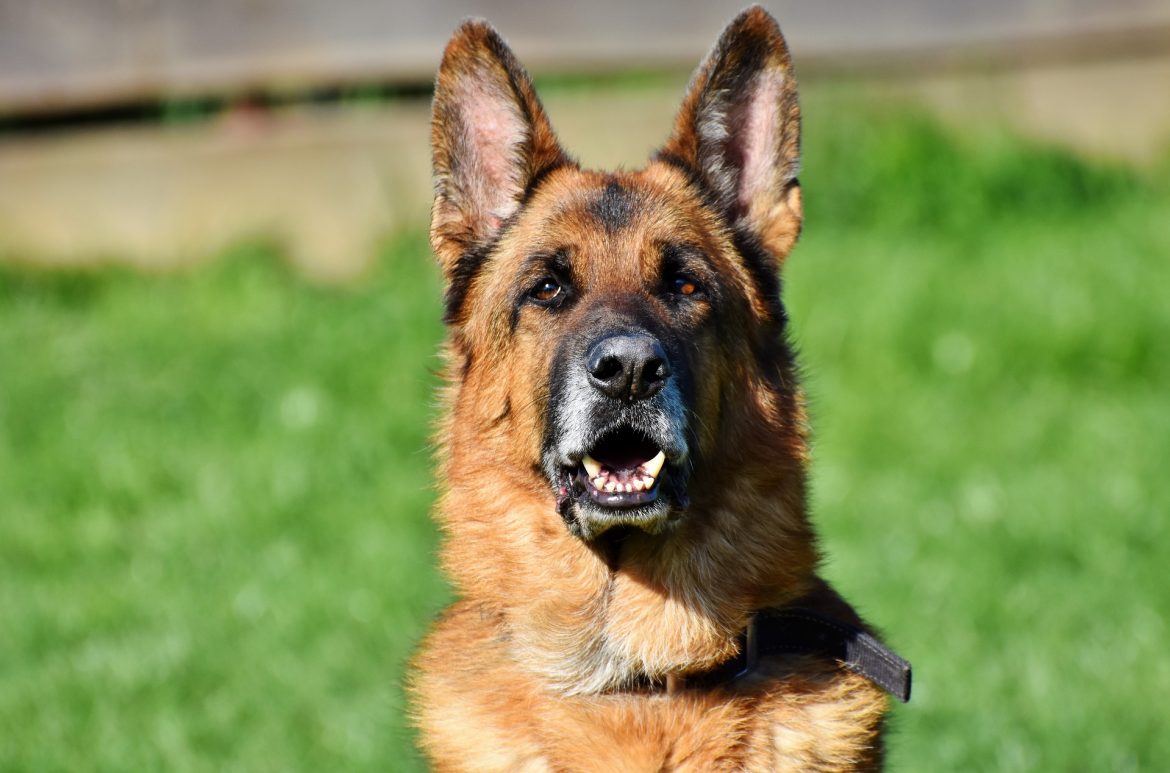 Can Your Family Dog Learn to be Your Guard Dog? Mad Paws Blog