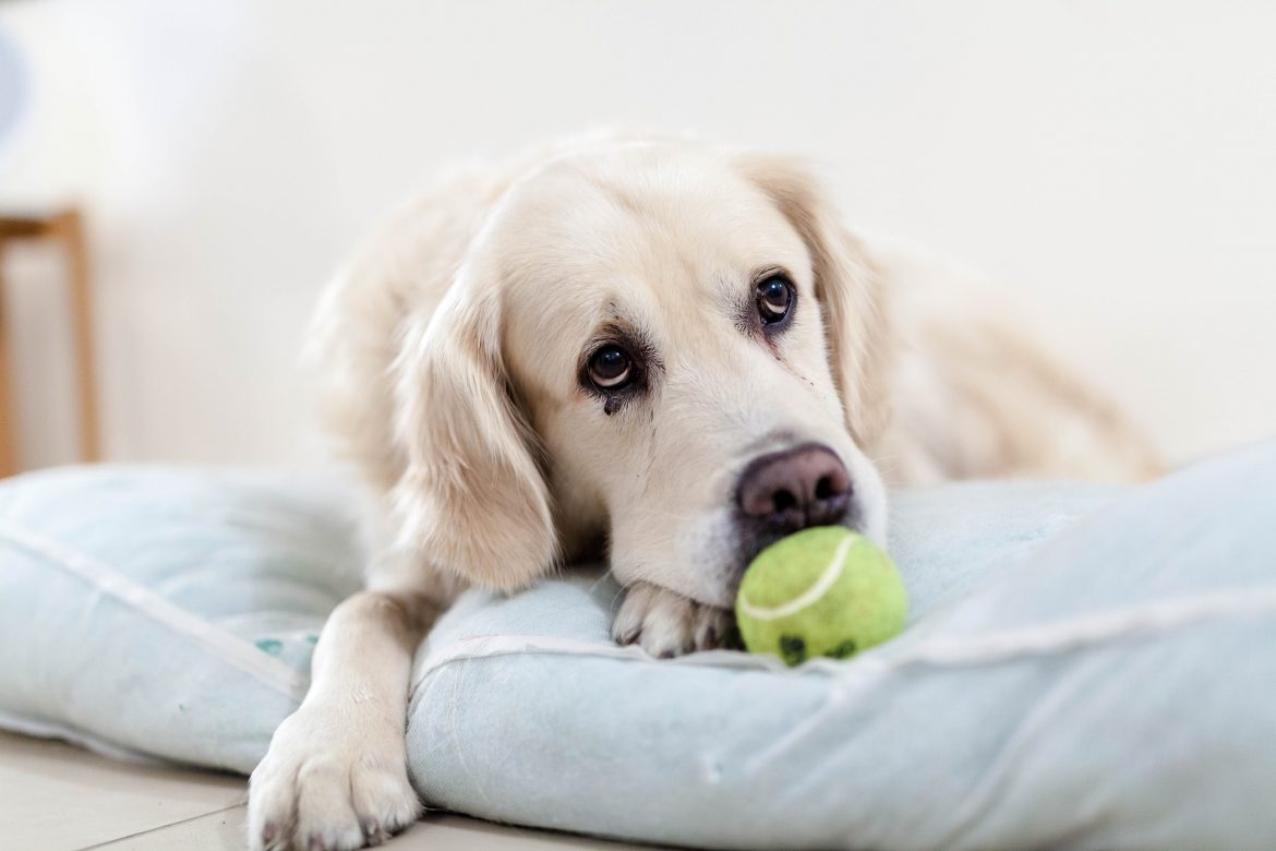 Worried Dog with Tennis Ball Dogs can worry