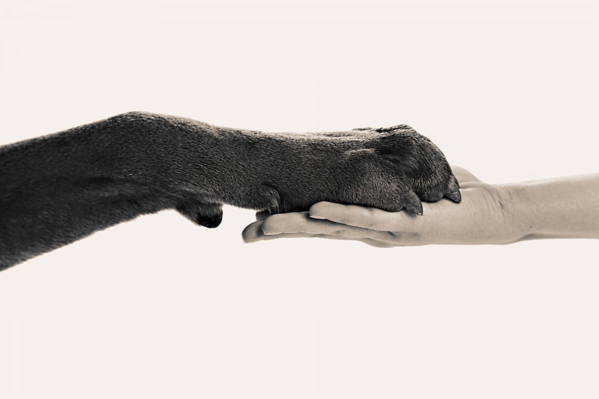 dog-man-handshake