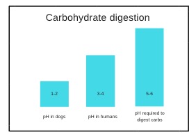 Carbohydrate Digestion