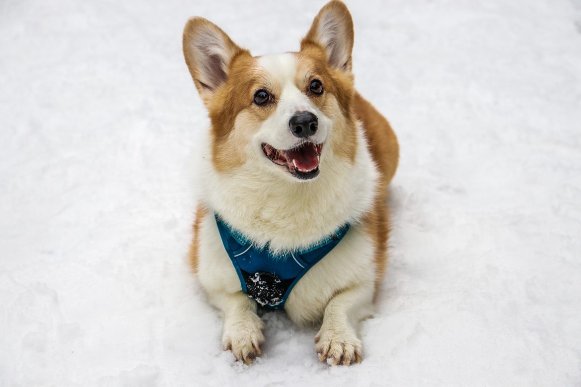 Welsh Corgi Welsh Corgi