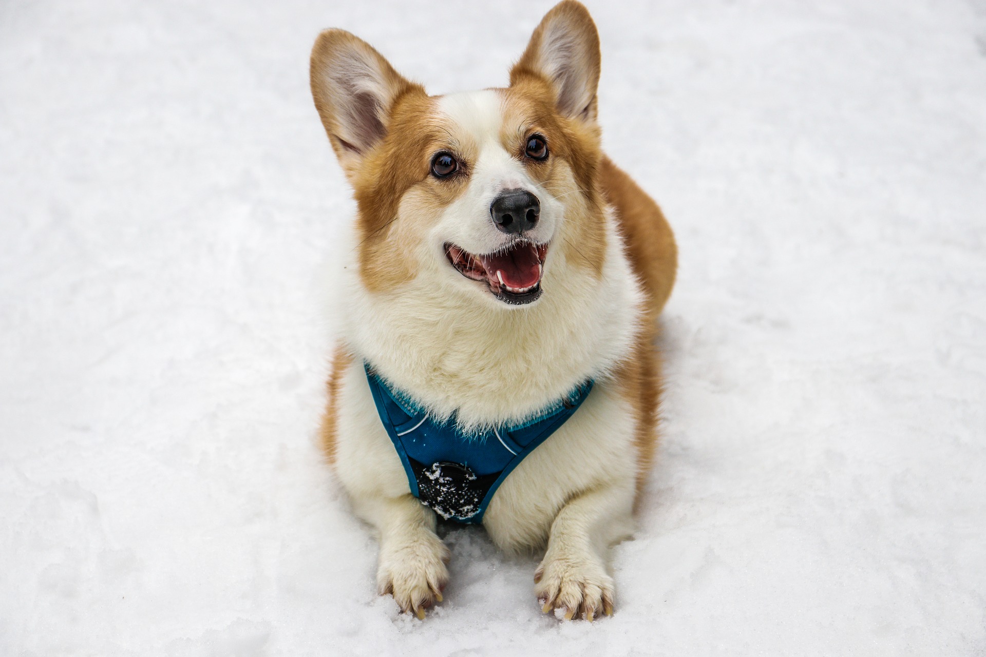 corgi dog breed