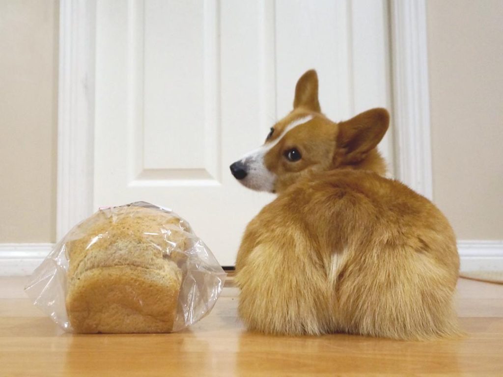 Corgi dog breed can become loaf-like without regular exercise