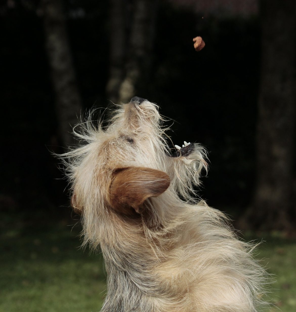 Dog Digestion Dog Digestion