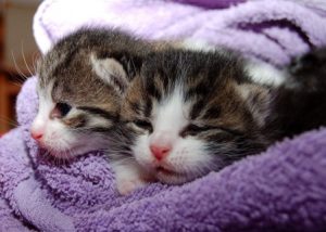 Raising sales two kittens