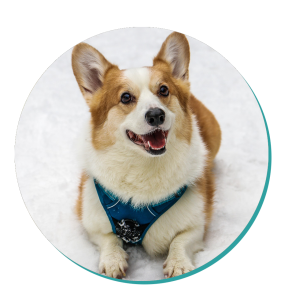 Welsh Corgi Dog Breed