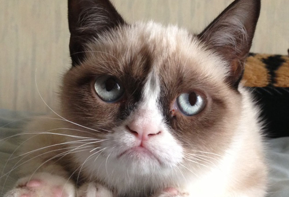 what breed is grumpy cat