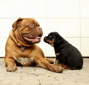 Dog Years to Human Years