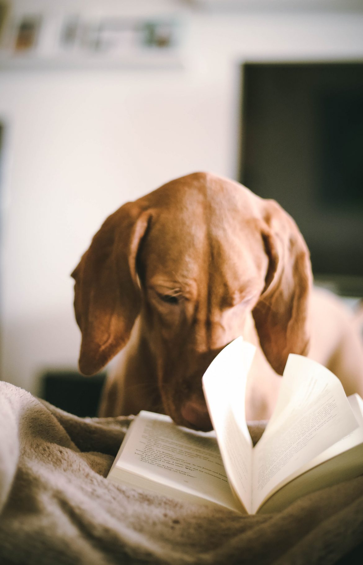 Dog reading books