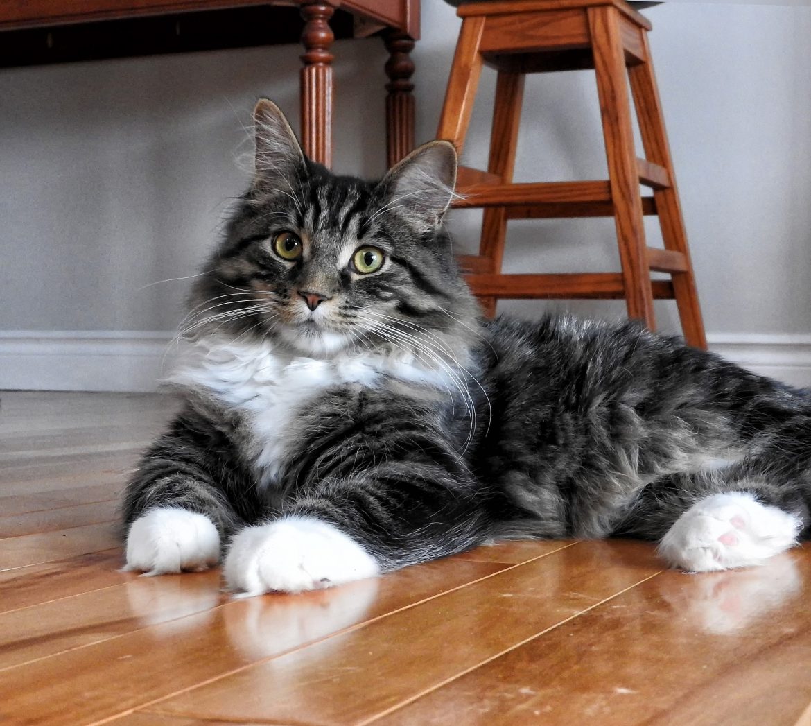 Move house with your cat Move house with your cat
