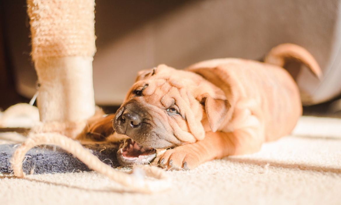 Unruly Dog Final Unruly Dog destructive behaviour in pets