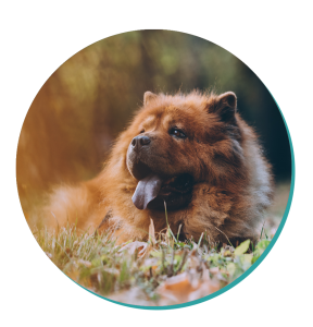 Chow Chow Dog Breed