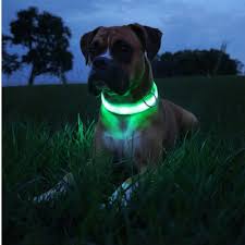 Make sure your dog glows in the dark, with an rechargeable light-up collar