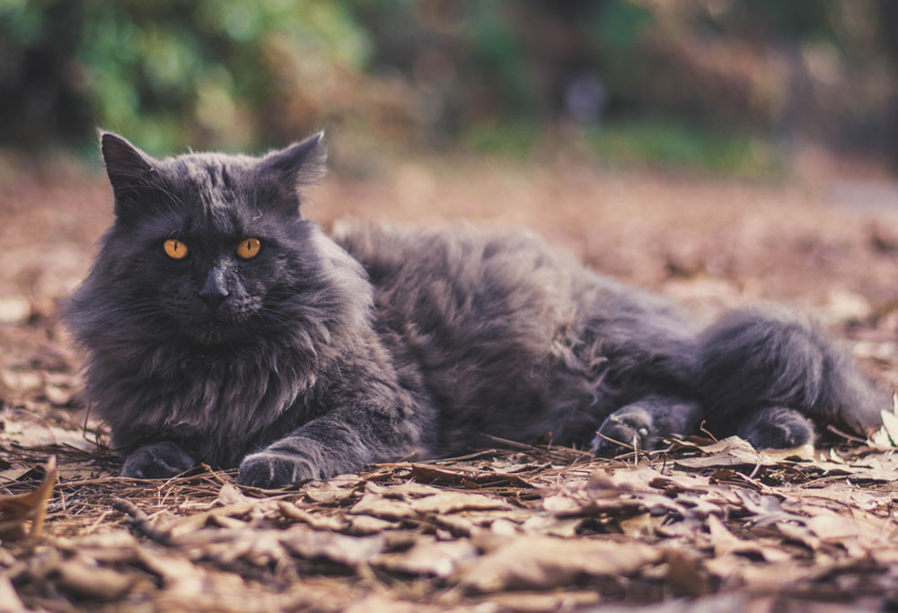 nebelung.jpg