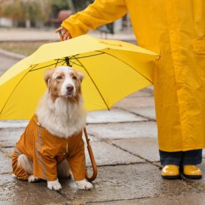 Walks in winter create more unpredictability, so make sure you're visible amongst the rain, fog and mud!