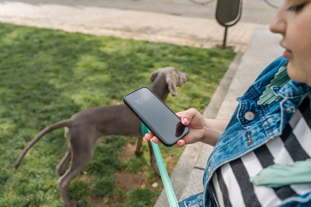 Distraction is a big risk for road safety and dog walking