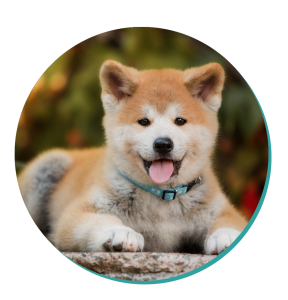 Akita Dog Breed Information Pictures Facts