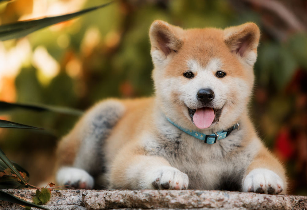 akita dog breed