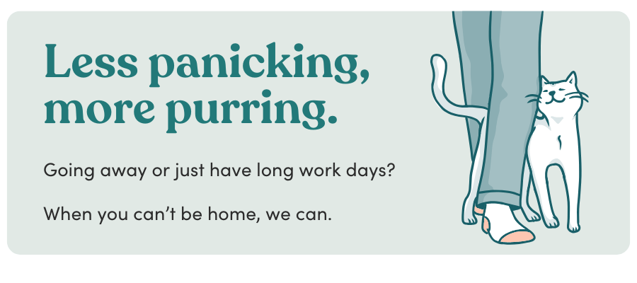 This is your sign to book Pet Daycare for your feline friend