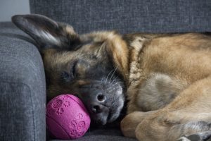 Your Dog's Sleeping Positions Can Tell You Much About Them