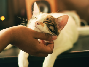 Why Do Cats Purr?