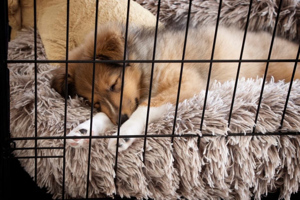 crate training is good because dogs can feel safe and protected in them