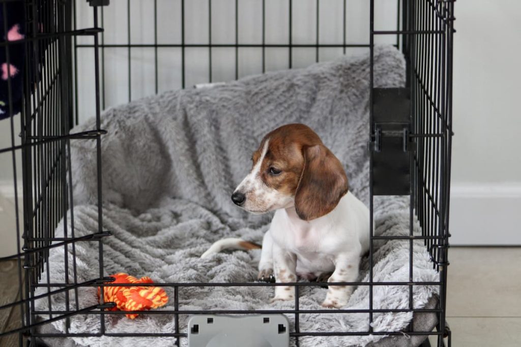 Tips for crate training your dog