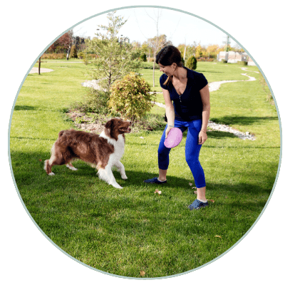 Playing fetch helps become your dog's favourite family member!