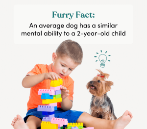 Did you know: An average dog has a similar mental capacity to a 2-year old child?
