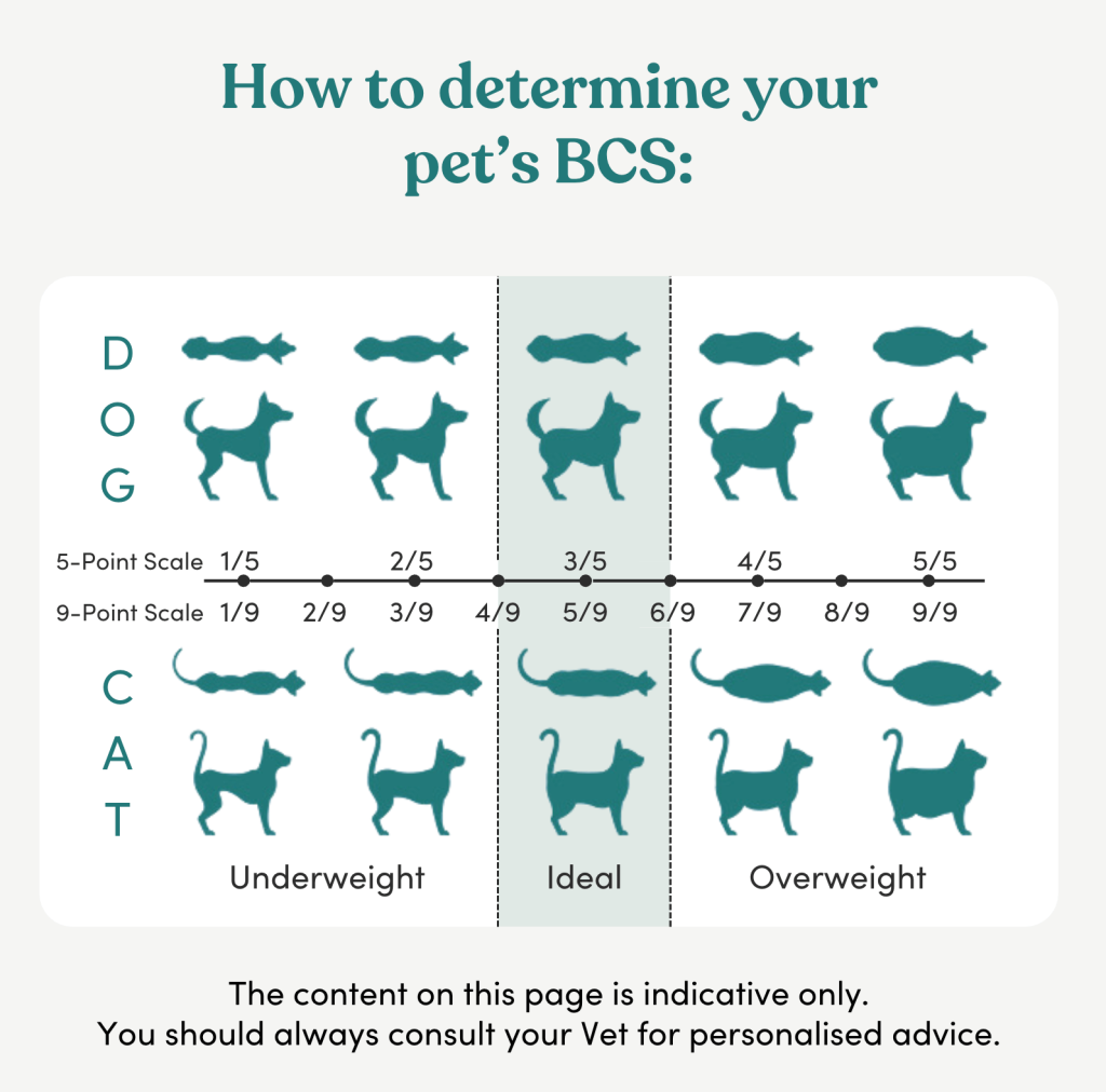 How to determine your dog or cat's body condition score