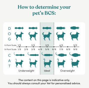 How to determine your dog or cat's body condition score