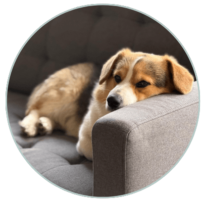 Respect your dog's boundaries